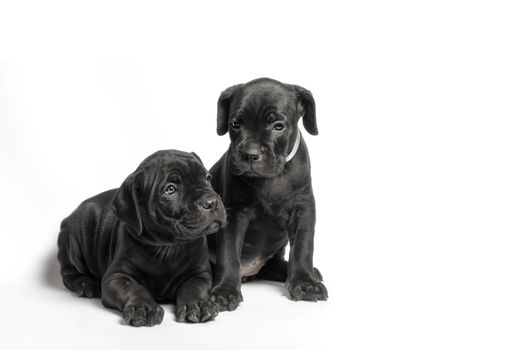 couple little puppy dog ​​of breed canecorso on a white background in isolation closeup