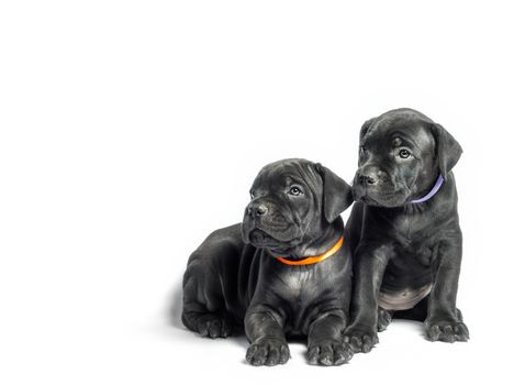 couple little puppy dog ​​of breed canecorso on a white background in isolation closeup