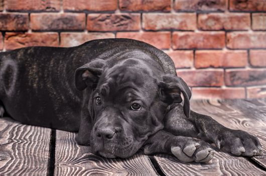 canecorso black puppy on brick wall background closeup
