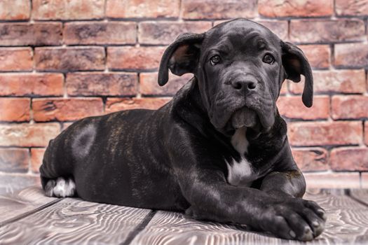 canecorso black puppy on brick wall background closeup