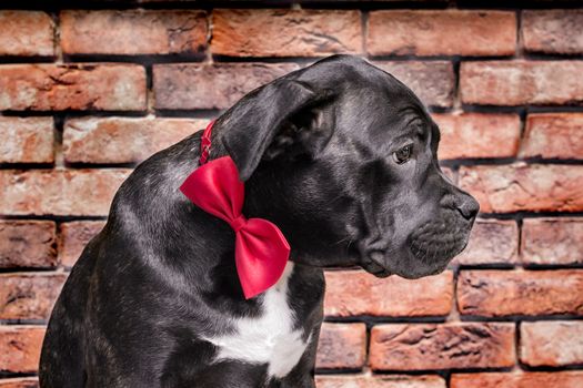 canecorso black puppy on brick wall background closeup