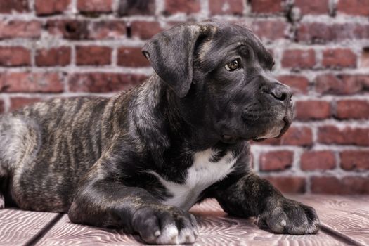 canecorso black puppy on brick wall background closeup