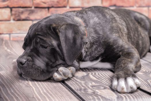 canecorso black puppy on brick wall background closeup