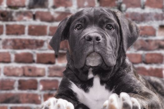 canecorso black puppy on brick wall background closeup