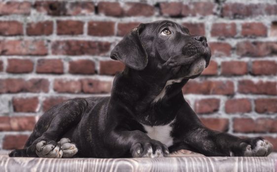 canecorso black puppy on brick wall background closeup