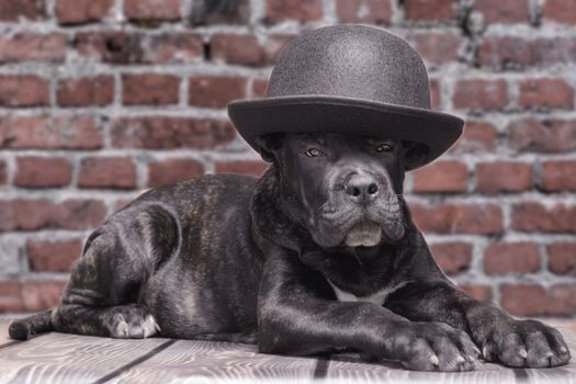 canecorso black puppy on brick wall background closeup