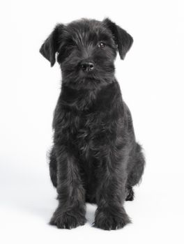 little black puppy breed miniature schnauzer on a white background close up
