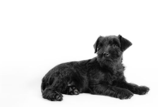 little black puppy breed miniature schnauzer on a white background close up isolated
