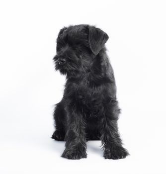 little black puppy breed miniature schnauzer on a white background close up