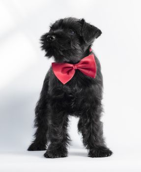 little black puppy breed miniature schnauzer on a white background close up