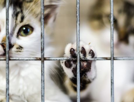 cat's paw on the cage and two kittens in blur