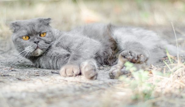 yellow-eyed gray cat Scottish fold lies in the dry grass