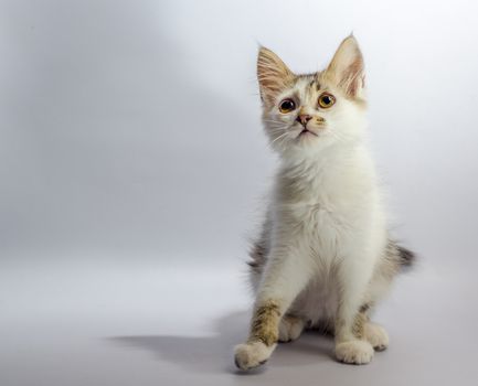 white yellow-eyed spotted kitten sits on a light grey background and looks up