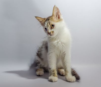 white yellow-eyed spotted kitten sits on a light background  looks with disbelief and surprise
