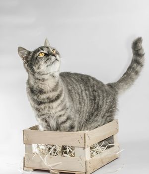 yellow-eyed gray tabby cat looks up from a wooden box with packing shavings