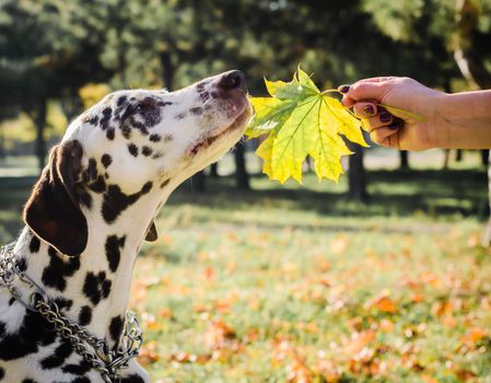 dog of dolmatin breed sniffs a green maple leaf in a female hand against the background of the park