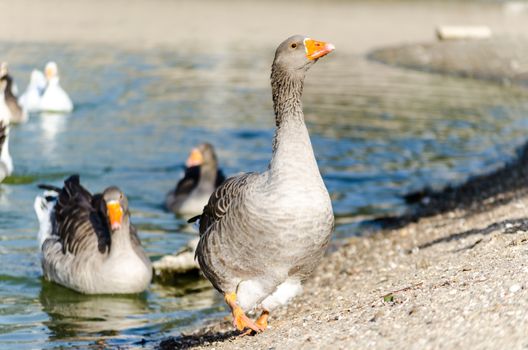 flock of wild geese on the pond
