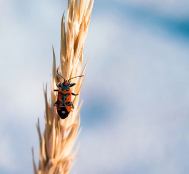 pests of plants red bug on the ear of cereals against blue sky