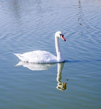 white swan and its reflection in blue water of pond
