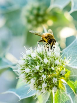yellow bee collects nectar on a white flower with green leaf