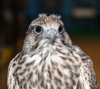bird of prey gyrates close-up with funny feathers on the head