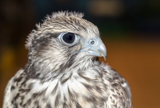 bird of prey gyrates close-up with funny feathers on the head taken from the side on a dark background