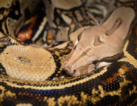 colorfull snake python boa curled in rings