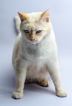 menacing sitting red cat with blue eyes