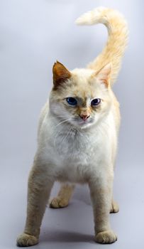 menacing standing red cat with blue eyes