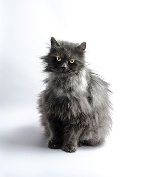 black shaggy longhair yellow-eyed cat looks reproachfully on light background