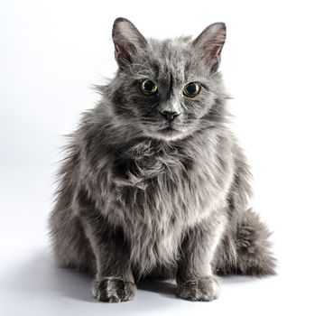 shaggy longhair gray cat looks fearfully on a light background