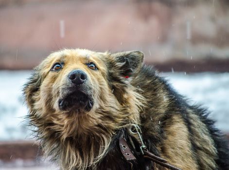 in the rain a fluffy large dog in a collar with a leash looks in fear up pressing his ears