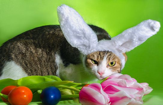 angry cat with overhead ears depicts an Easter rabbit among the flowers of pink tulips and colorful eggs on a bright green background
