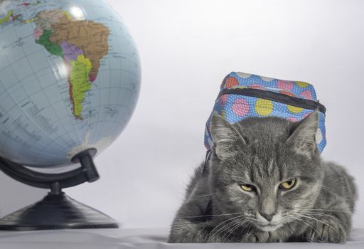 back to school evil gray tabby-colored cat with orange eyes and a blue backpack lies next to the golbus and looks unhappy