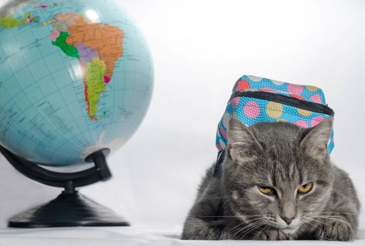 back to school evil gray tabby-colored cat with orange eyes and a blue backpack lies next to the golbus and looks unhappy