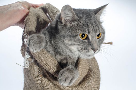 cat in a poke gray yellow-eyed cat color of a tabby crawls out of a canvas bag hanging in a human hand