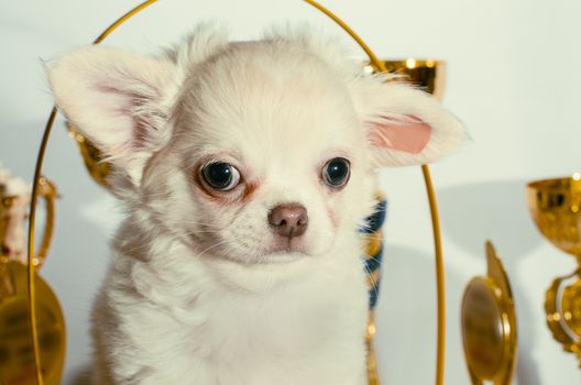 disgruntled cream chihuahua puppy among golden cups and awards