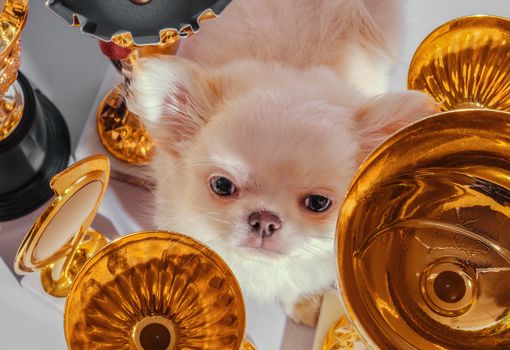 disgruntled cream chihuahua puppy among golden cups and awards