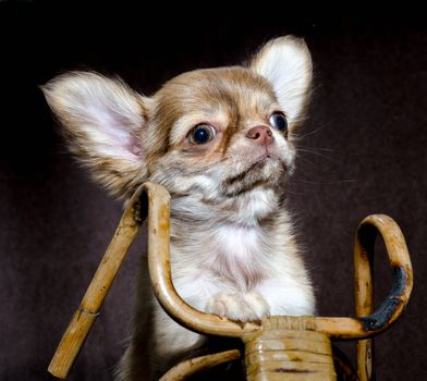 Portrait of little chihuhahua puppy in a wooden toy bicycle on a brown dark background