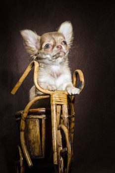 Portrait of a chihuhahua chihuahua puppy standing on its hind legs in a wooden toy bicycle on a brown dark background