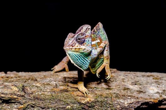 bright female Yemen chameleon on a tree on a black background