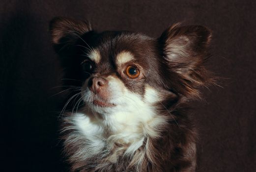 close-up portrait of an adult senior chihuahua against a dark brown background