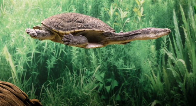 eastern long necked turtle swims in clear water close up