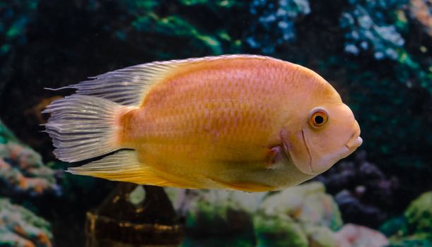 live fish Cichlid parrot swims in clear water in an aquarium close up