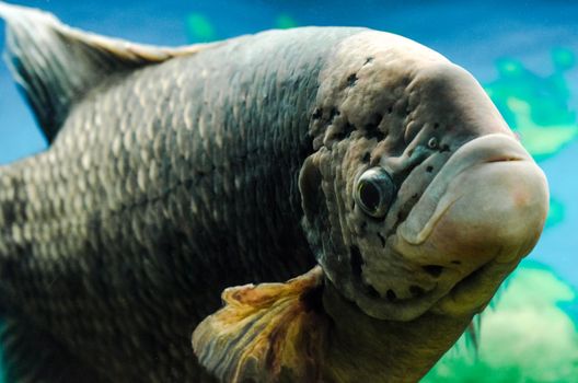 big live fish underwater close up