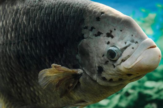 big live fish underwater close up