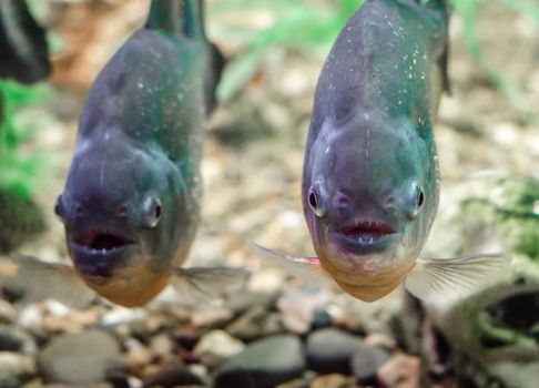 two piranhas swim in the water close up