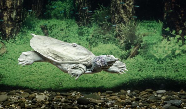 freshwater turtle chinese trionix swims under water close up