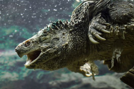 large cayman turtle with open mouth swims under water close up