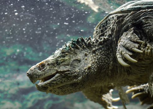 large cayman turtle with open mouth swims under water close up